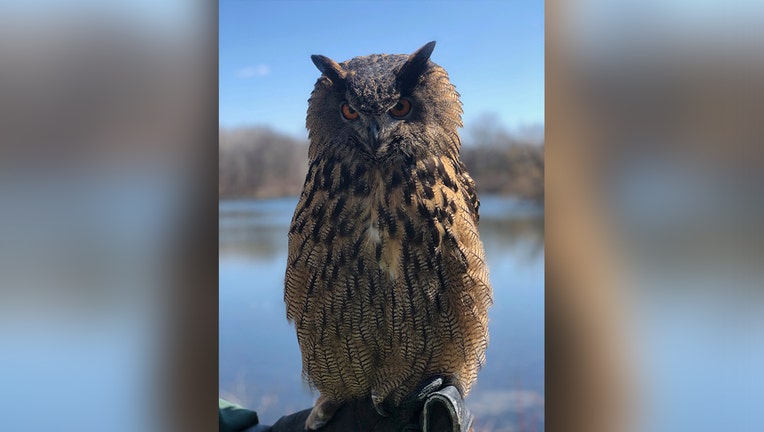 gladys minnesota zoo owl