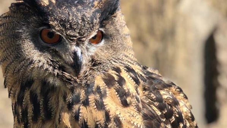 Eurasian eagle owl,