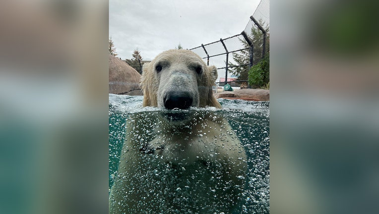 Kulu Como Zoo polar bear