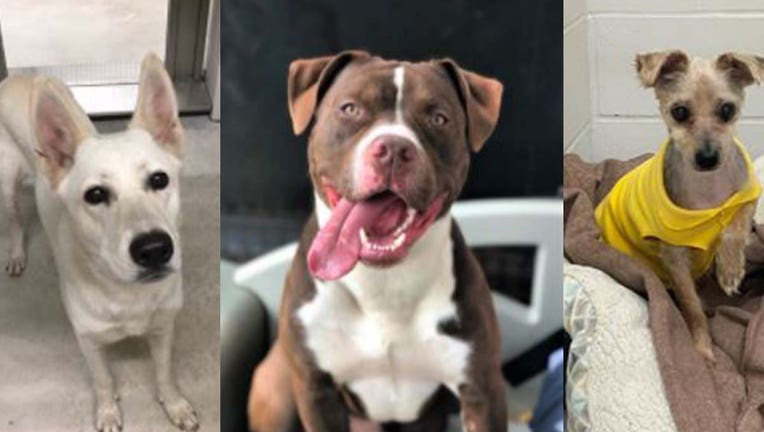 Minneapolis dog adoptions