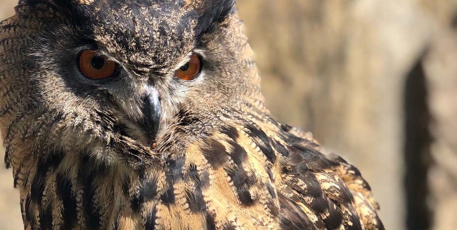 Owl at Minnesota Zoo killed by tiger after flying away in training
