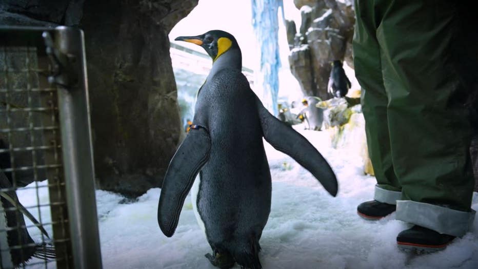 donna-king-penguin3.jpg