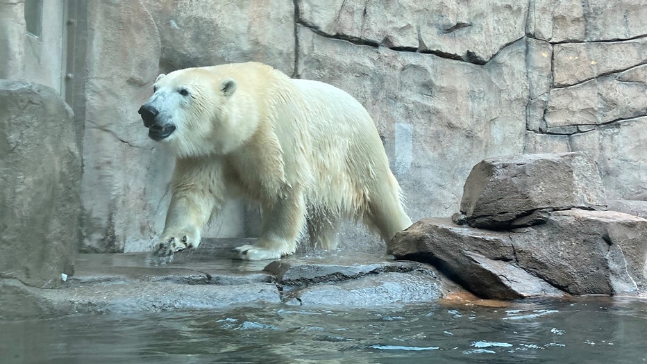 Kulu Como Zoo polar bear