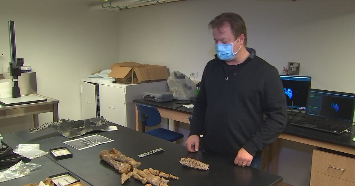 U of M professor helps discover potential new species of dinosaur | FOX ...