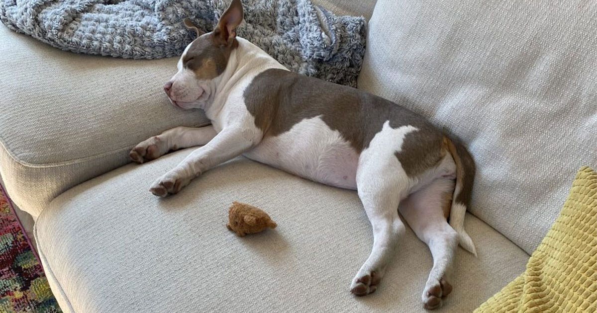 St. Paul woman searching for dog after car stolen | FOX 9 Minneapolis ...