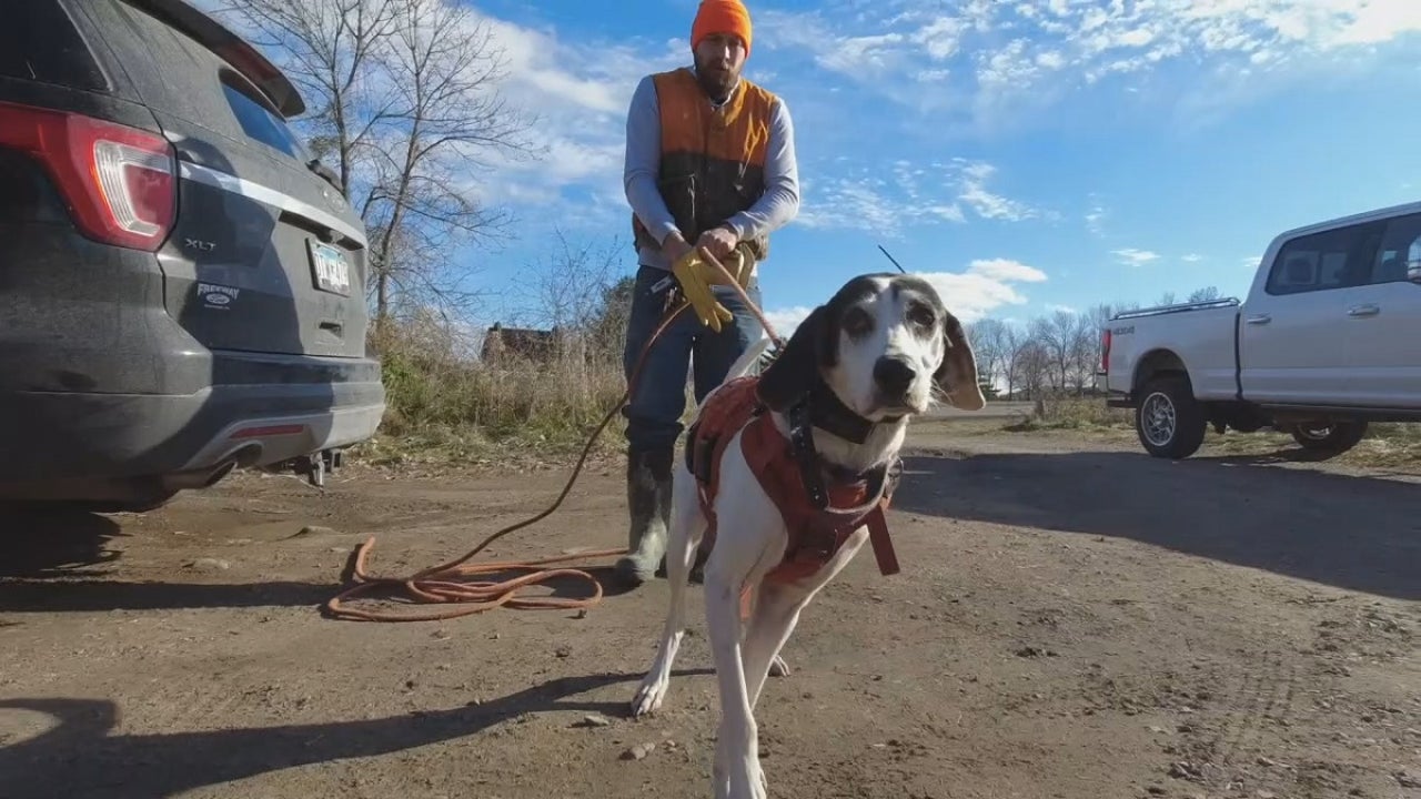 Dogs hotsell tracking dogs