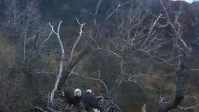 DNR's EagleCam back up, eagle pair prepping nest