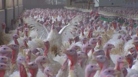 Supply chain issues, worker shortages cause uncertainty for Minnesota turkey farmer