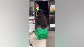 Bear nearly gets squirted with hand sanitizer at 7-Eleven