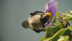 Not raking leaves in your lawn could help bumblebee populations