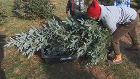 How to dispose your Christmas trees to protect Minnesota's environment