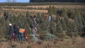 How the drought impacted Christmas trees in Minnesota, western Wisconsin