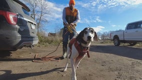 Dogs help Minnesota hunters track down shot deer