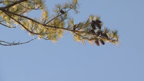 Collected pinecones to reforest land burned in northern Minnesota fires