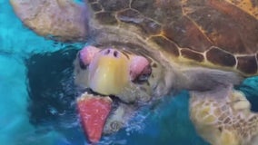 SEA LIFE Aquarium celebrates 'Tanks-giving'