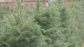 Prepare to pay more for real Christmas trees this year