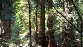 Drone, K9 help find boy missing in northern Minnesota woods