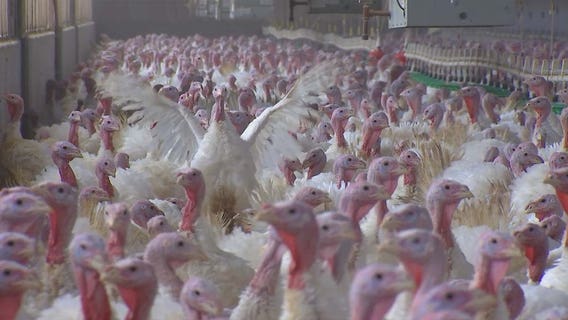 Supply chain issues, worker shortages cause uncertainty for Minnesota turkey farmer