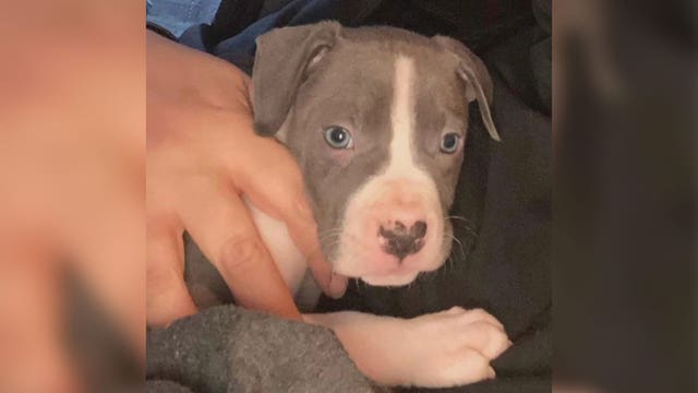 Puppy stolen at gunpoint in Minneapolis reunited with family