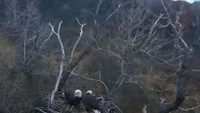 DNR's EagleCam back up, eagle pair prepping nest
