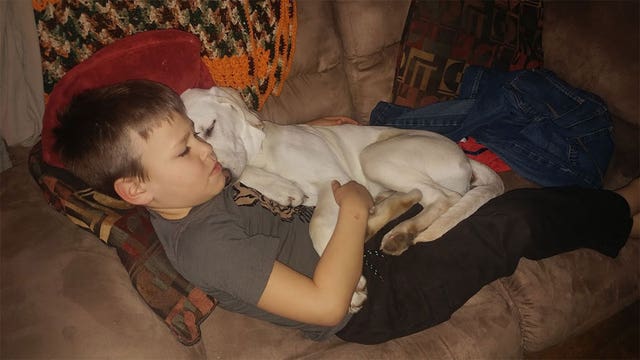 Hunter charged with shooting and killing dog in Todd County