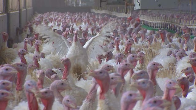 Supply chain issues, worker shortages cause uncertainty for Minnesota turkey farmer
