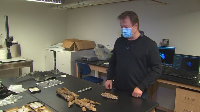 U of M professor helps discover potential new species of dinosaur