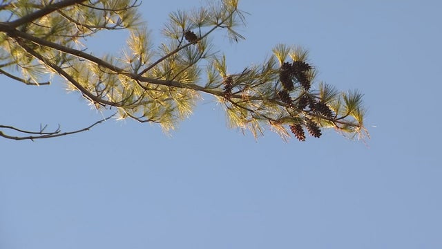 Collected pinecones to reforest land burned in northern Minnesota fires