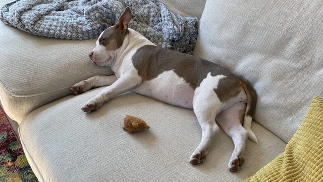 Car with puppy inside stolen in St. Paul