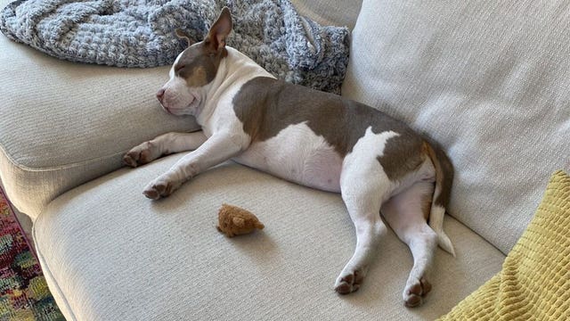 St. Paul woman searching for dog after car stolen