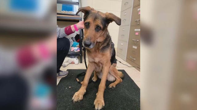 'They left her to die:' Dog rescued near St. Paul railroad tracks