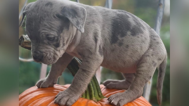 St. Paul police looking for suspected stolen puppy