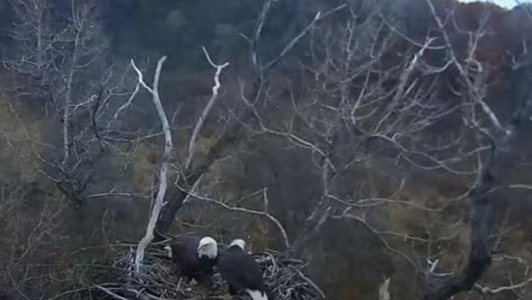 Minnesota DNR EagleCam