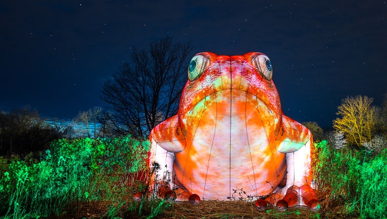Minnesota Zoo tomato frog Nature Illuminated