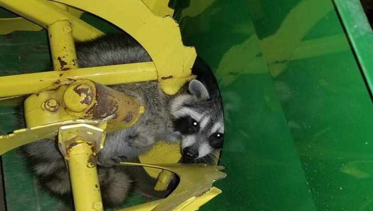 raccoon stuck