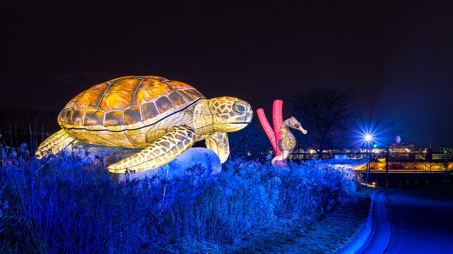 Minnesota Zoo sea turtle Nature Illuminated