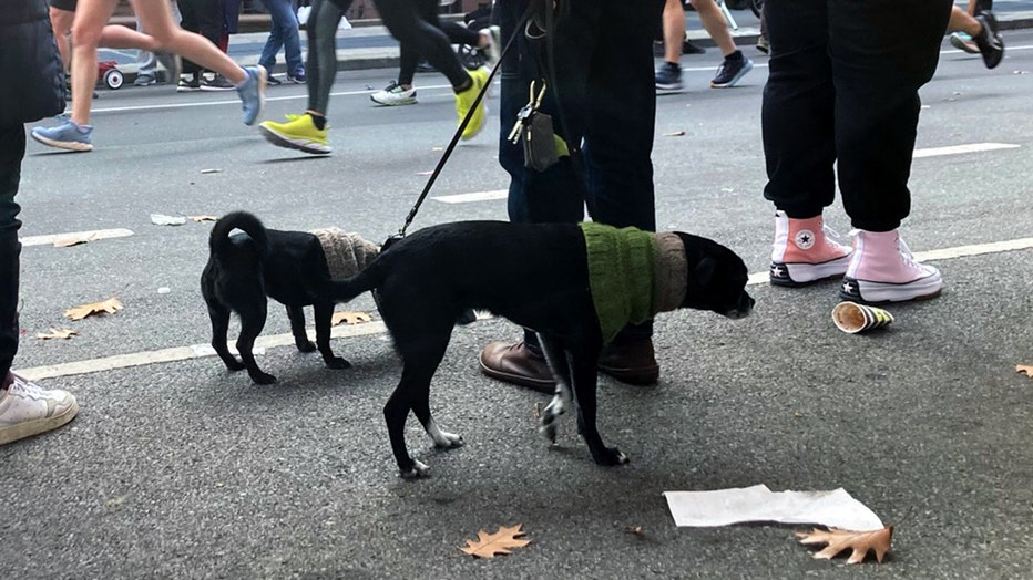 dogs-of-nyc-marathon-12.jpg