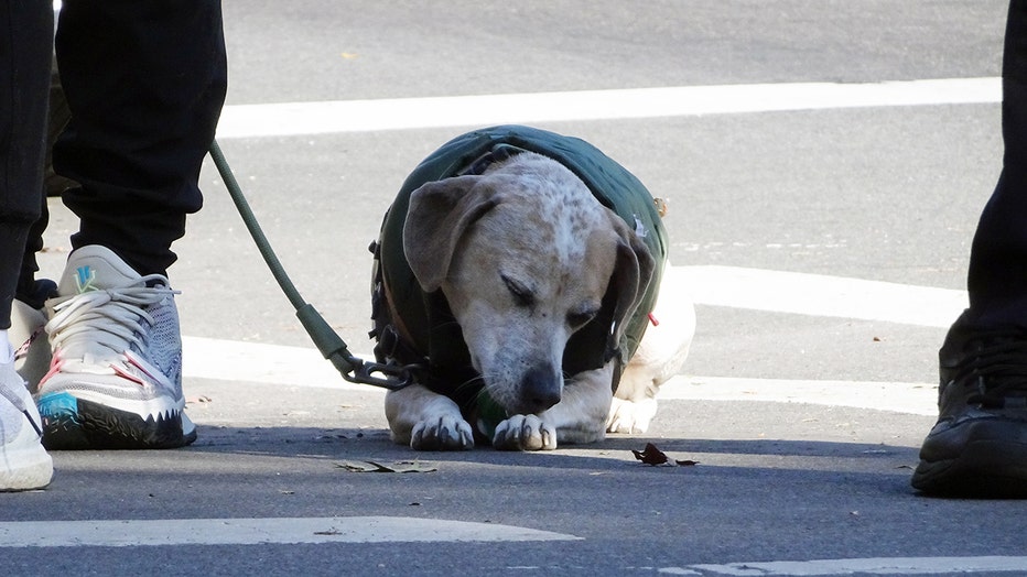 dogs-of-nyc-marathon-25.jpg