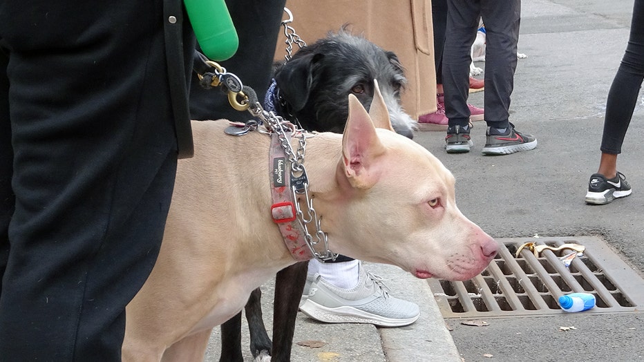 dogs-of-nyc-marathon-37.jpg