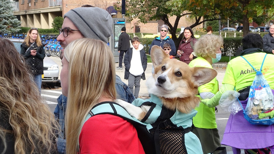 dogs-of-nyc-marathon-38.jpg