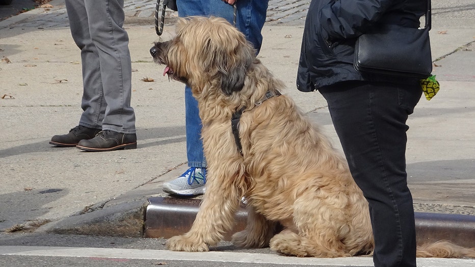 dogs-of-nyc-marathon-42.jpg