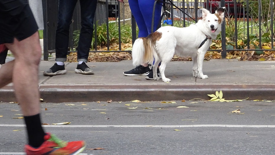 dogs-of-nyc-marathon-43.jpg