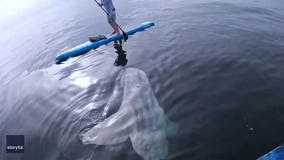 Curious sunfish has close encounter with paddleboarders