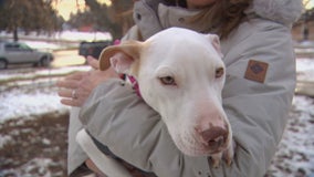 Dog abandoned in freezing cold in St. Paul gets new home