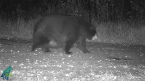 Very fat bear spotted on trail cam in northern Minnesota