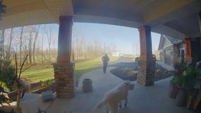 Video: Very good dog picks up package, runs it back to delivery driver