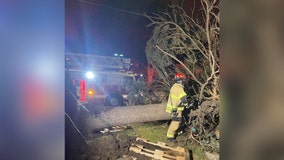 Man killed by falling tree during Southern Minnesota storm