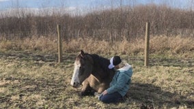 Lakeville family searching for horse they fear was stolen