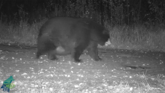 Very fat bear spotted on trail cam in northern Minnesota