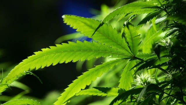 Minnesota's medical cannabis program to add edibles as new option